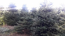 Christbaum