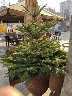 Geliefert Anfang Dezember 2022. Kaffee Glockenspiel Hauptplatz LINZ