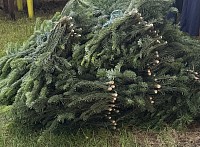 Tannenreisig. Tannen. Reisig